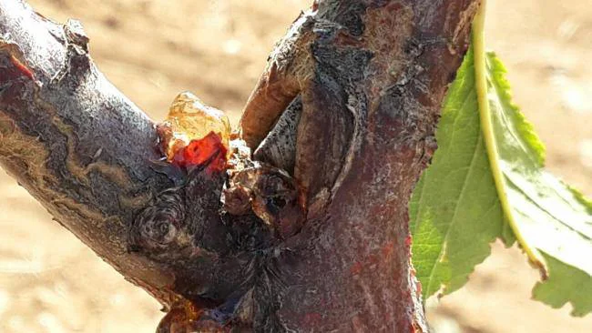 杏树常见的细菌性疾病