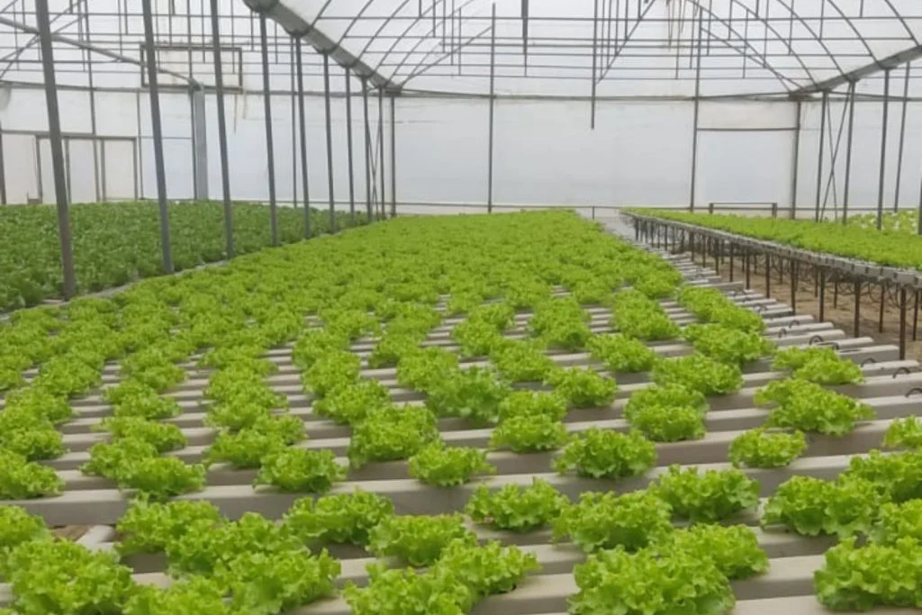 akıllı sera topraksız tarım