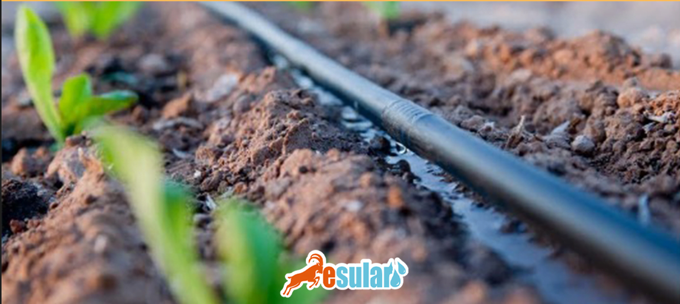 Long-Term Water Saving Strategies for Avocado