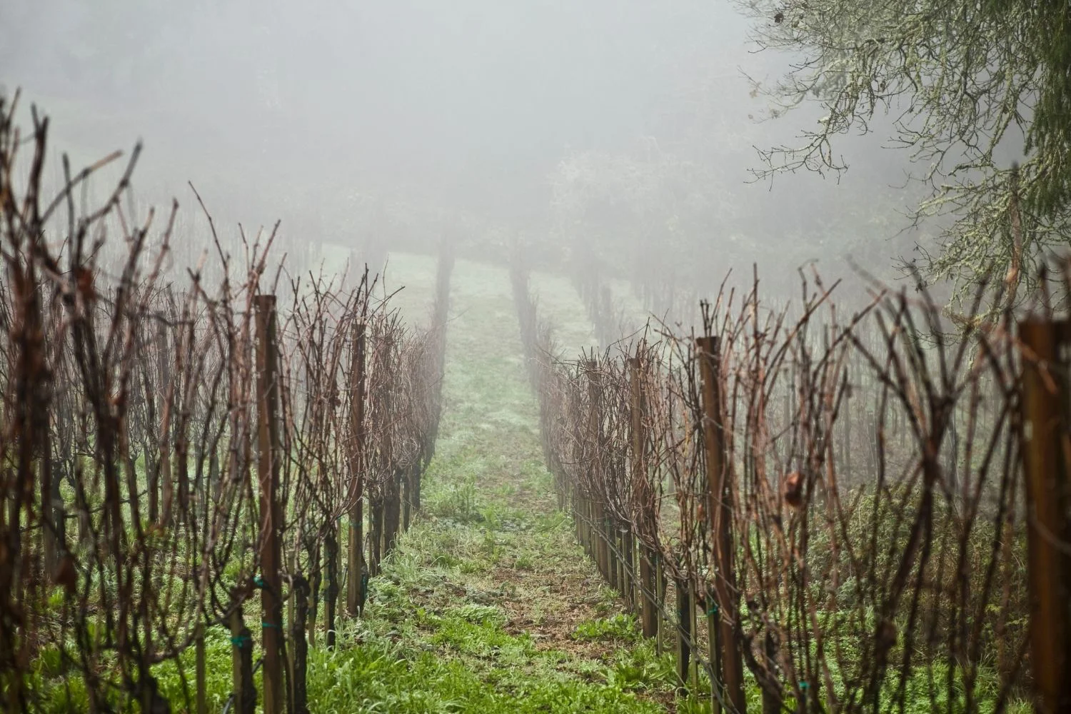 Plant dormancy period and fertilization