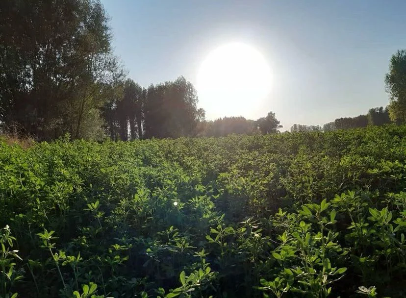 How to Grow Alfalfa?