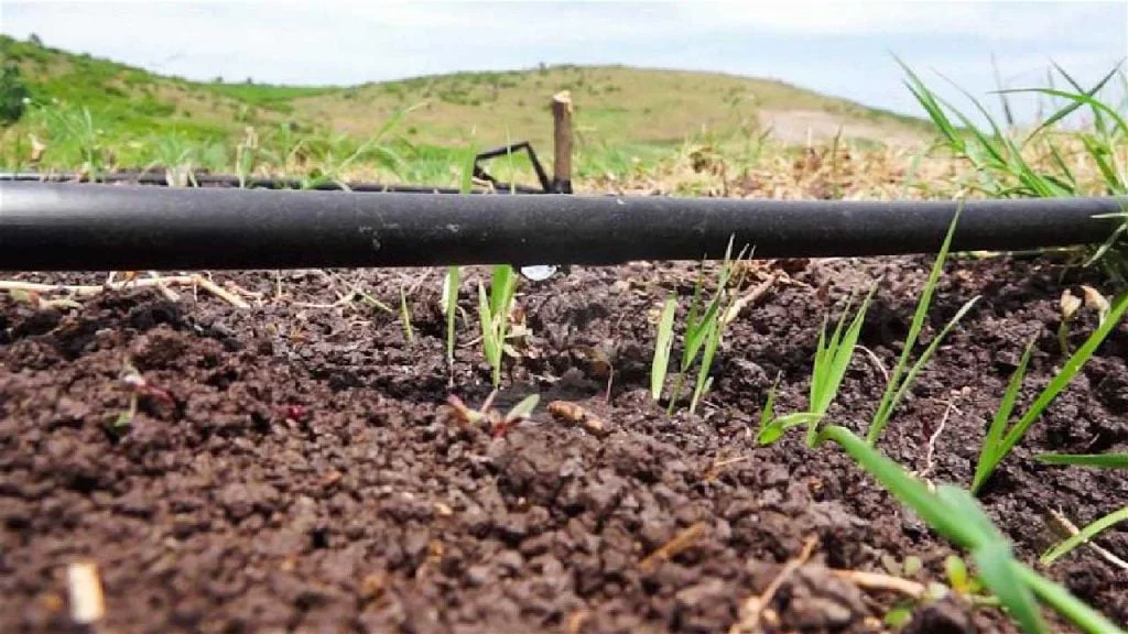 Drip Irrigation in Rice