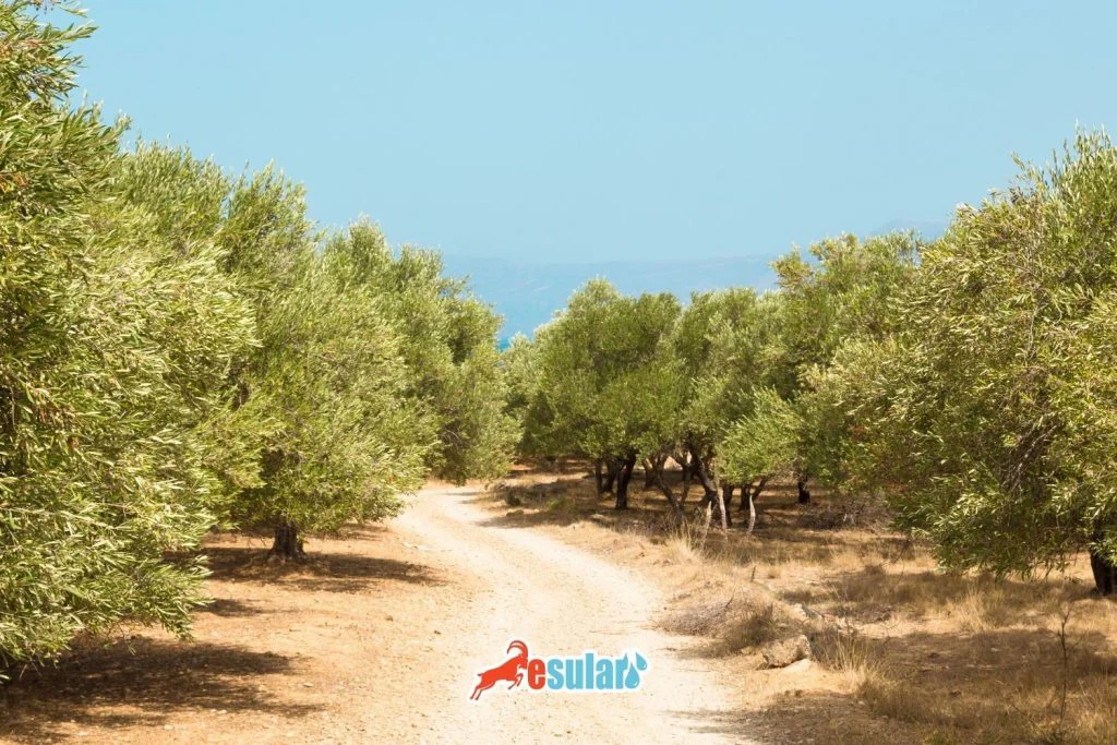 what-is-knot-disease