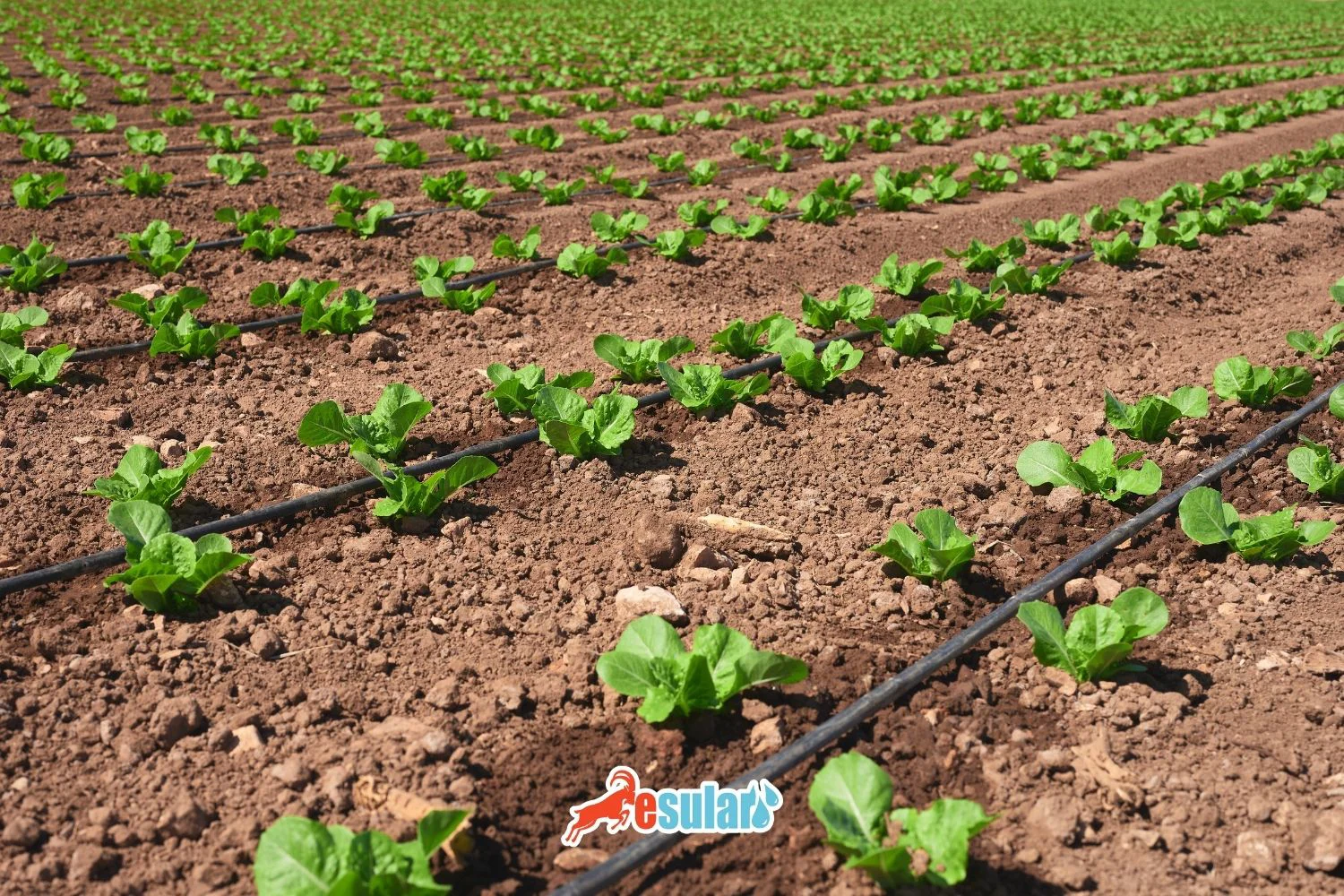 Why is a Filter Important in Drip Irrigation?