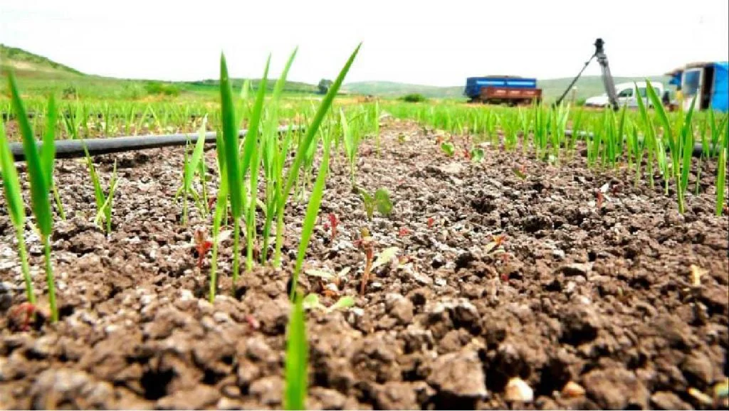 Drip Irrigation Bafra