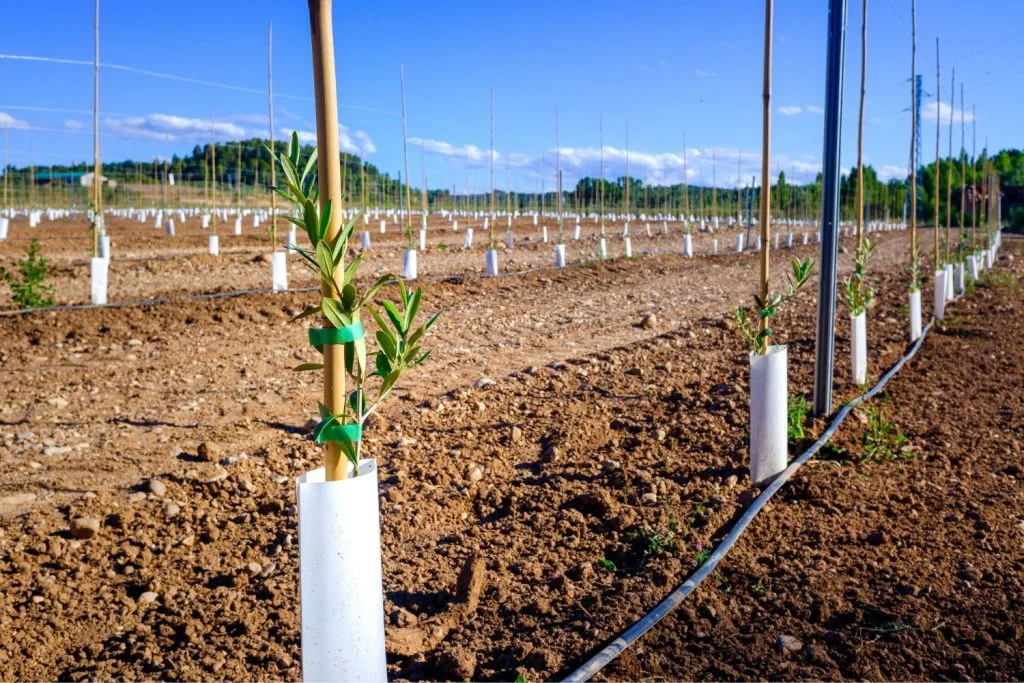 drip-irrigation