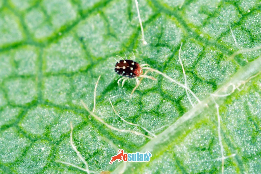 esular-avrupa-kirmizi-orumcek