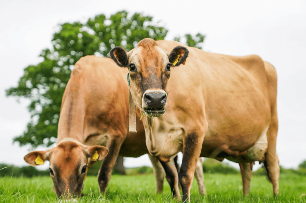 esular-jersey-sigir_2