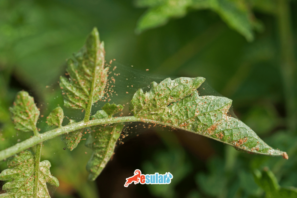 esular-kahverengi-akari