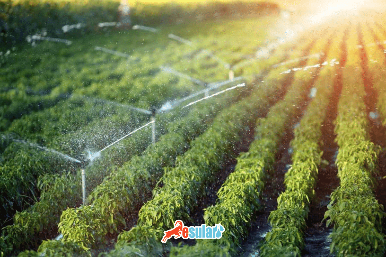 Use of Magnetic Limescale Preventers in Agriculture