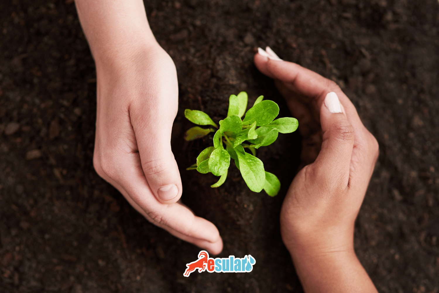 What is Organic Farming? How is Organic Farming Done?