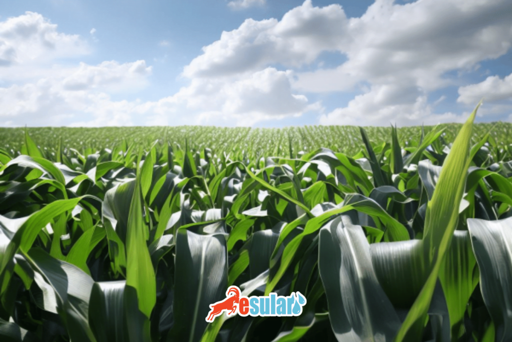 esular-silajlik-misir