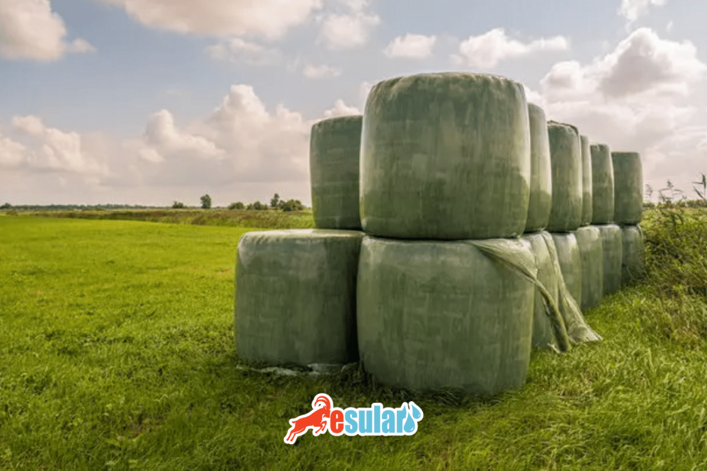 esular-silajlik-misir-web