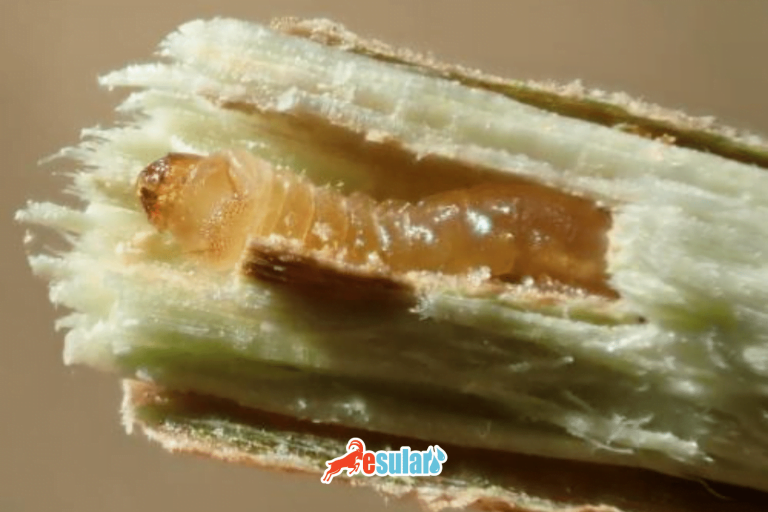 findik-teke-böceği