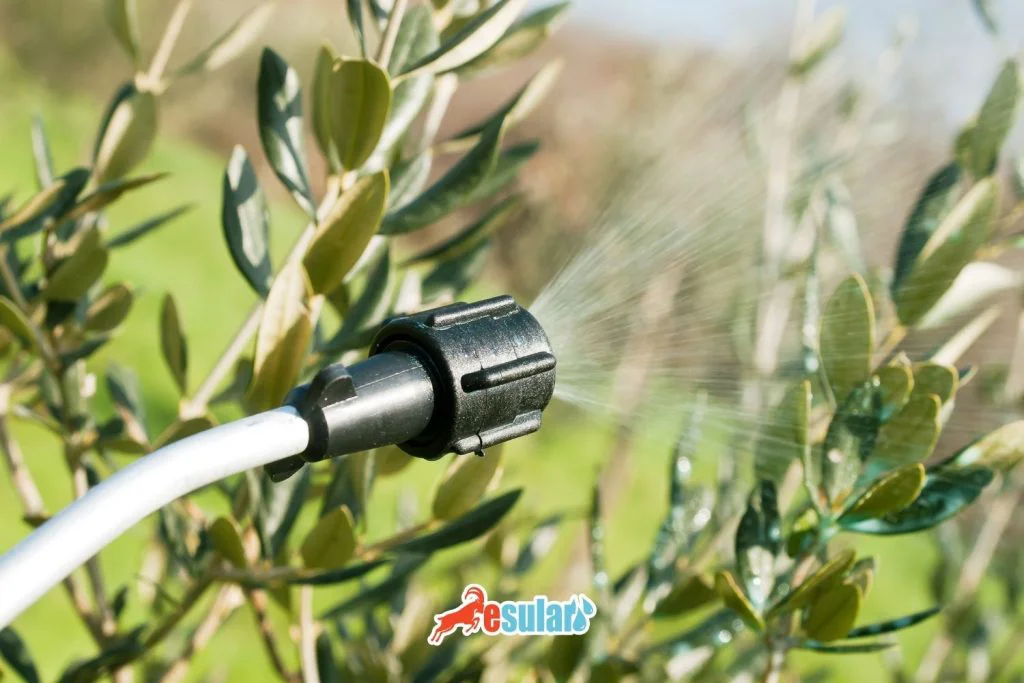 halkali-leke-hastaligi