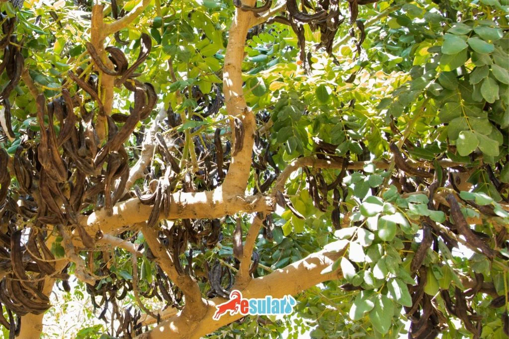 harnup-yetistiriciligi