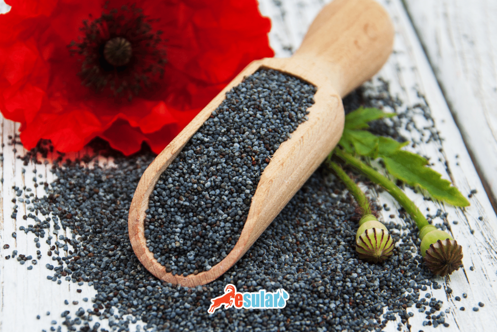 罂粟在哪个地区种植