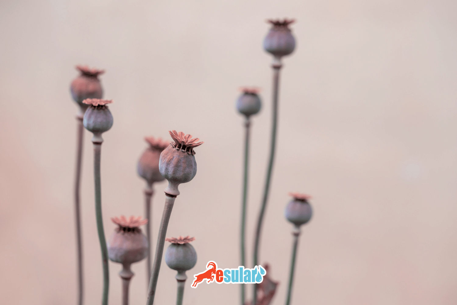 如何进行罂粟种植？