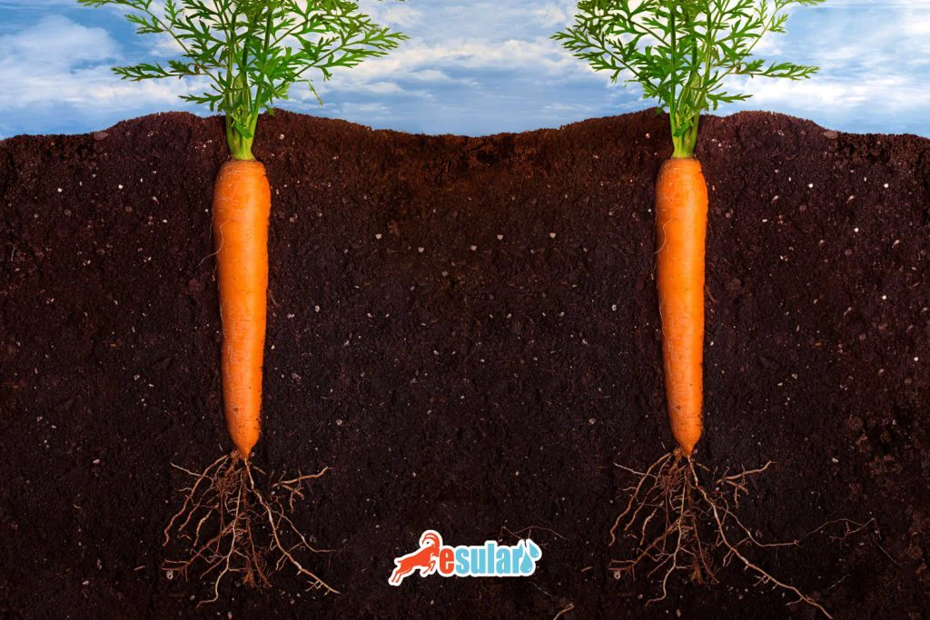 胡萝卜如何生长