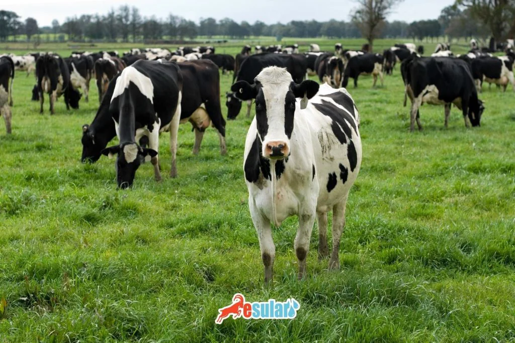 hayvancilikta-hollanda