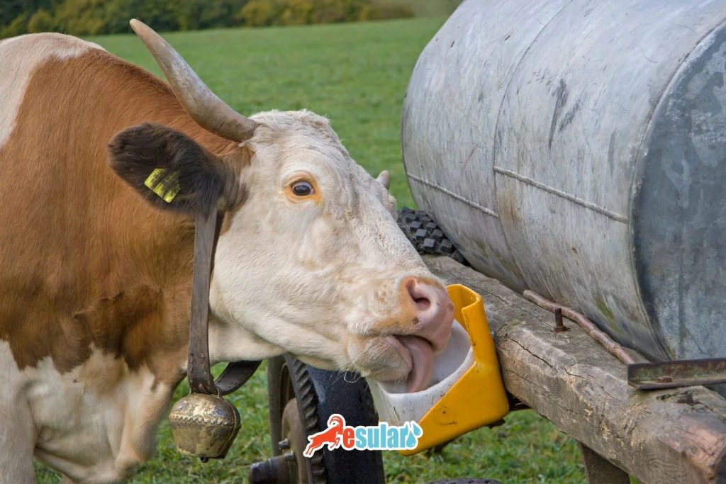 Hayvanlara-tuz-nasil-verilir