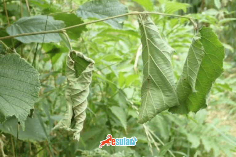haziran böceğinin yol açtığı zararlar