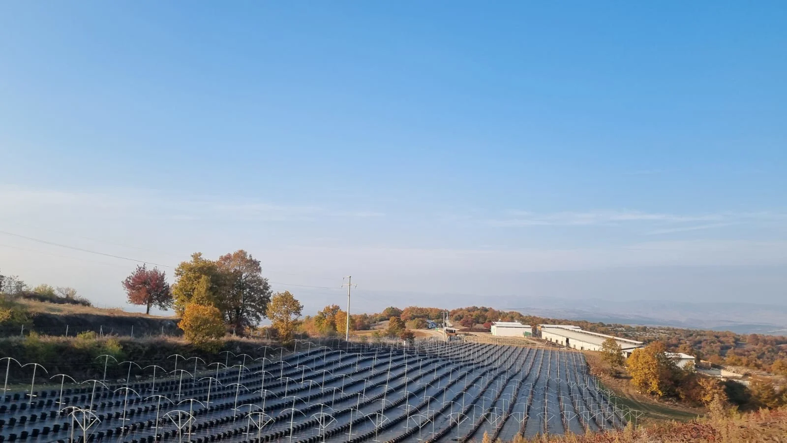 Blueberry and Aronia Smart Irrigation Systems