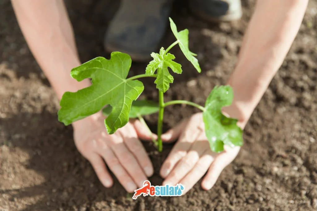 无花果苗木栽植