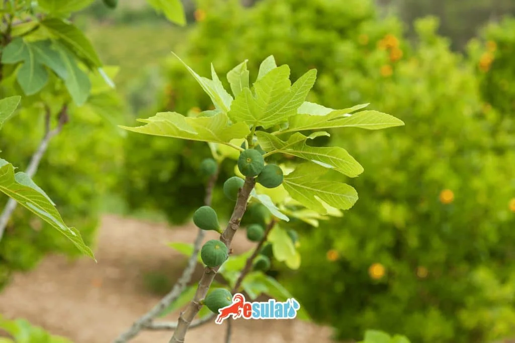 如何栽植无花果