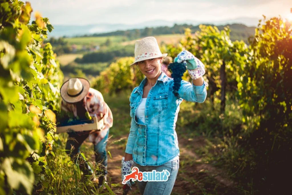 iyi-tarim-uygulamalari-sertifika