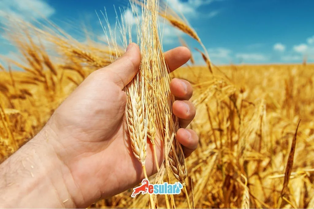 iyi-tarim-uygulamalari