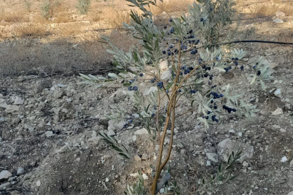 izmir 60 dekar zeytin