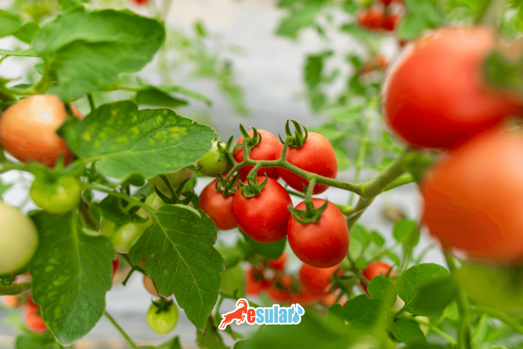 jeotermal-seracilik-nasil-yapilir