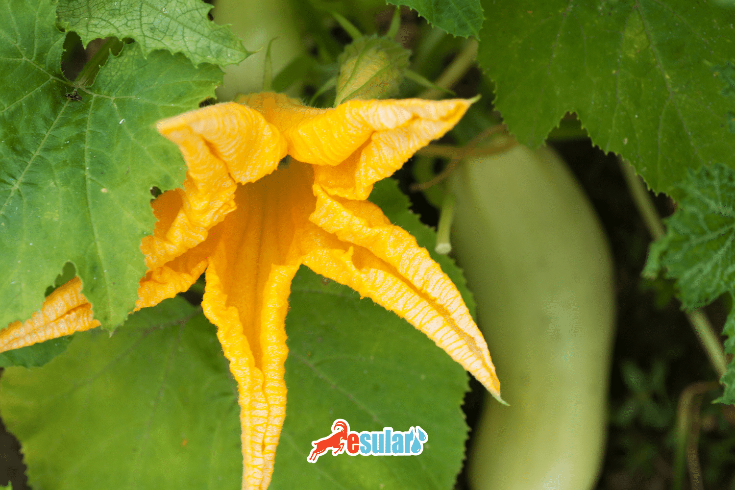 How to Grow Squash?