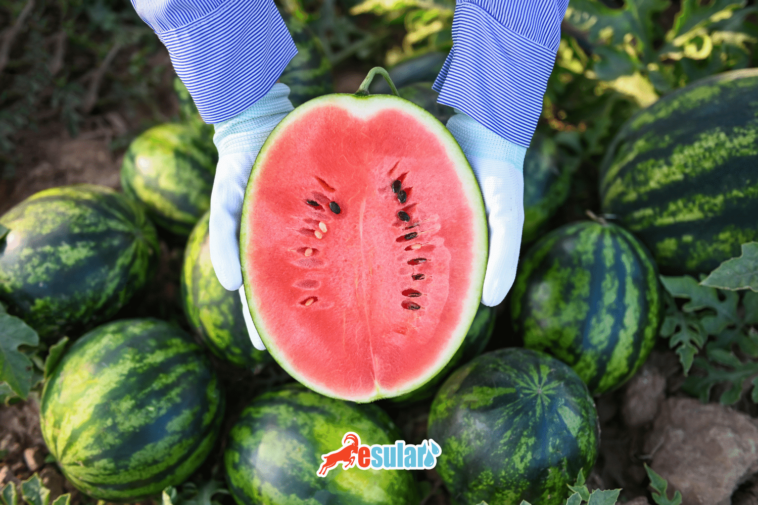 如何种植西瓜？