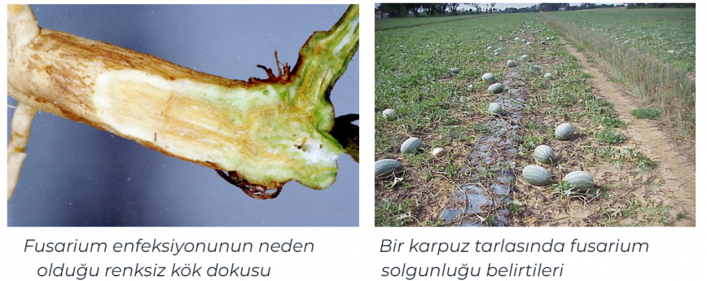 Karpuzda -Fusarium -Solgunluğu