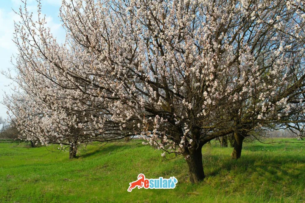 kayisi-ne-zaman-olgunlasir