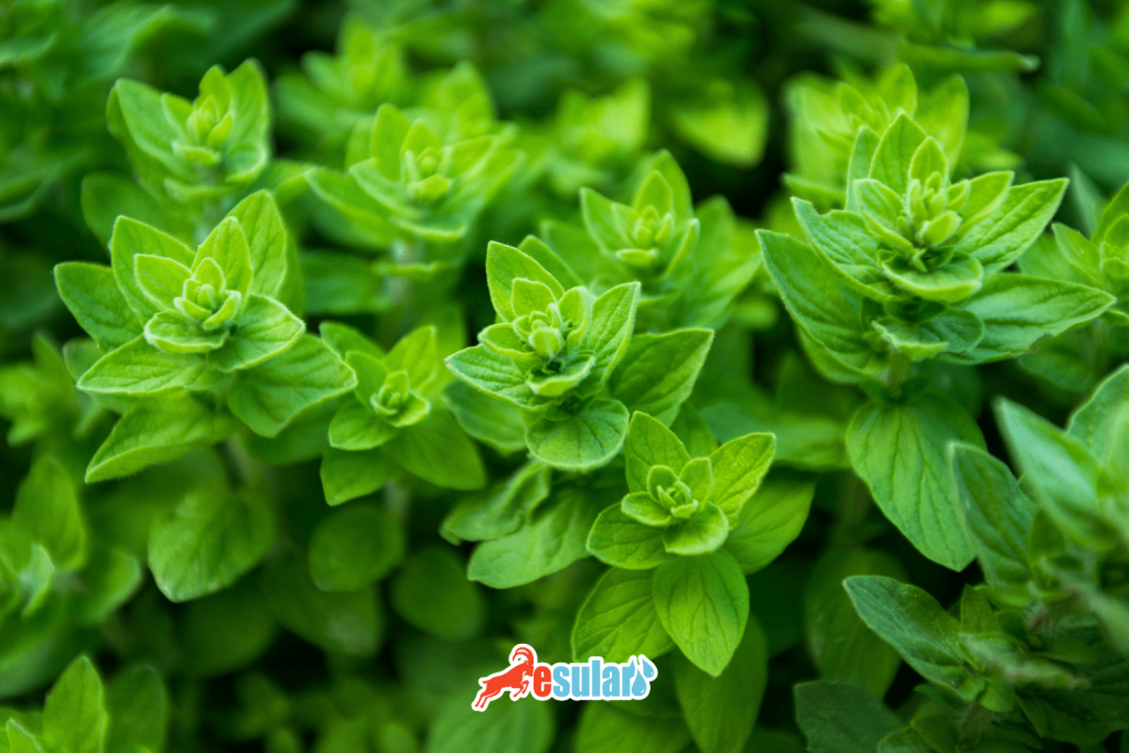 thyme-oregano-cultivation