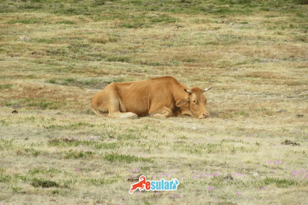 ketozis hastaligi belirtileri