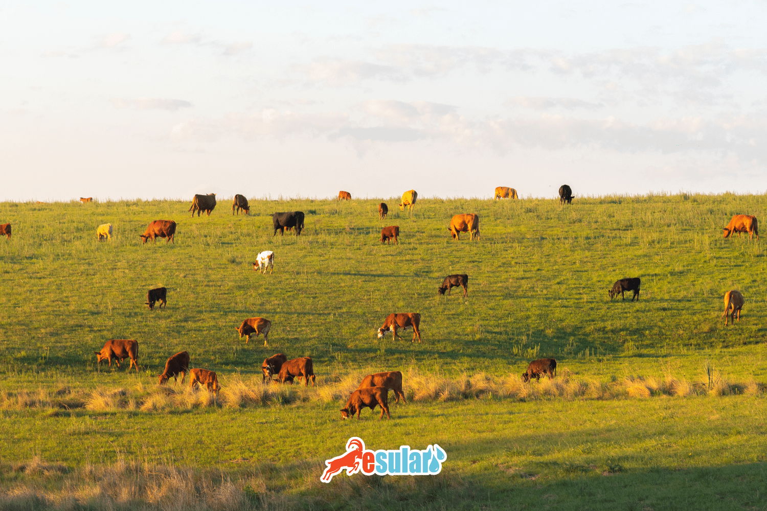 什么是牛酮病？