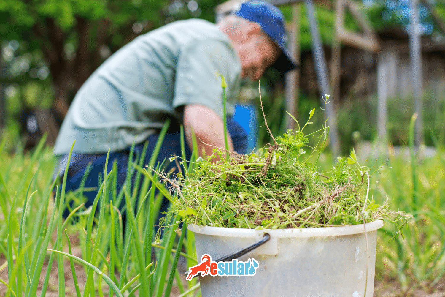 What is Bermuda Grass Plant?