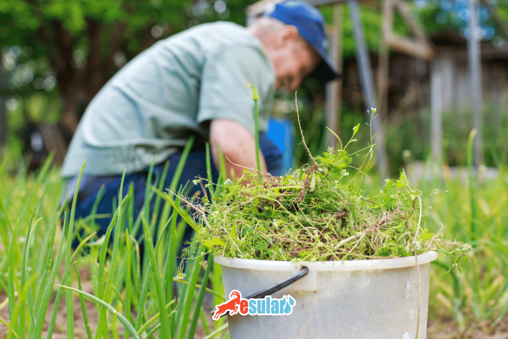 kopek-disi-ayrigi-bitkisi