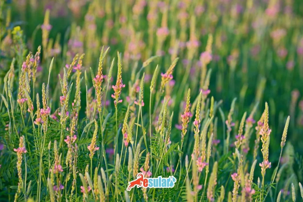 sainfoin-sowing