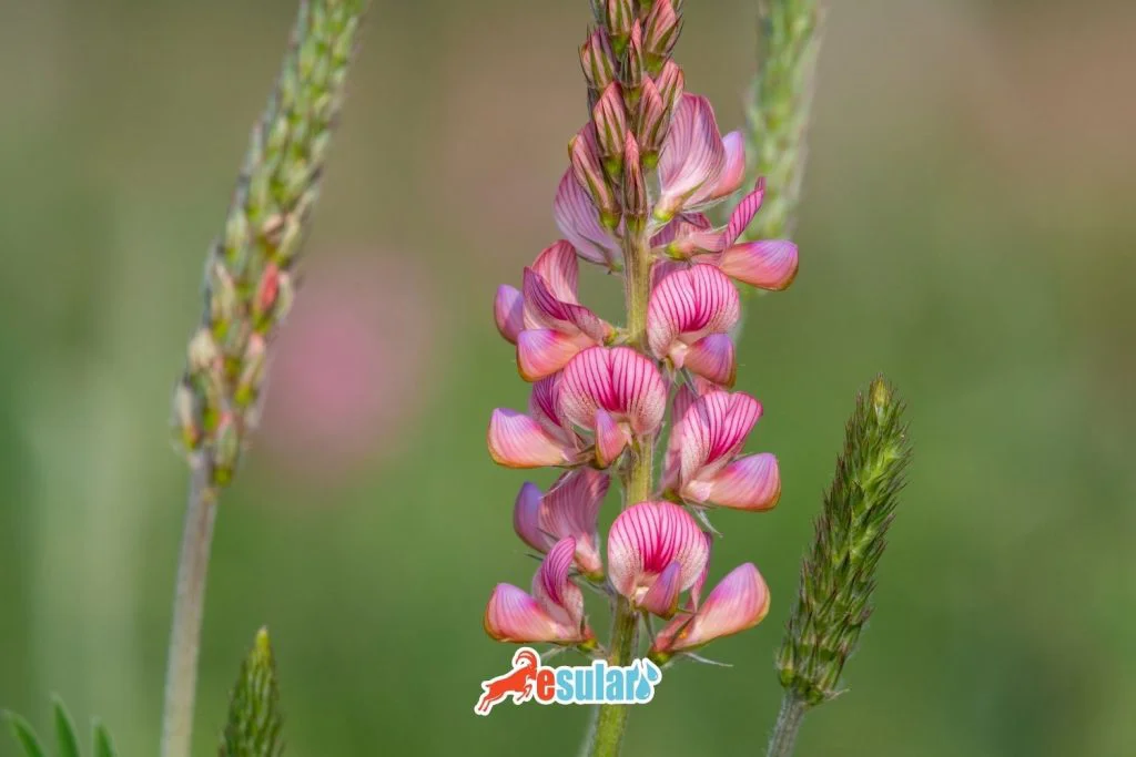 what-is-sainfoin