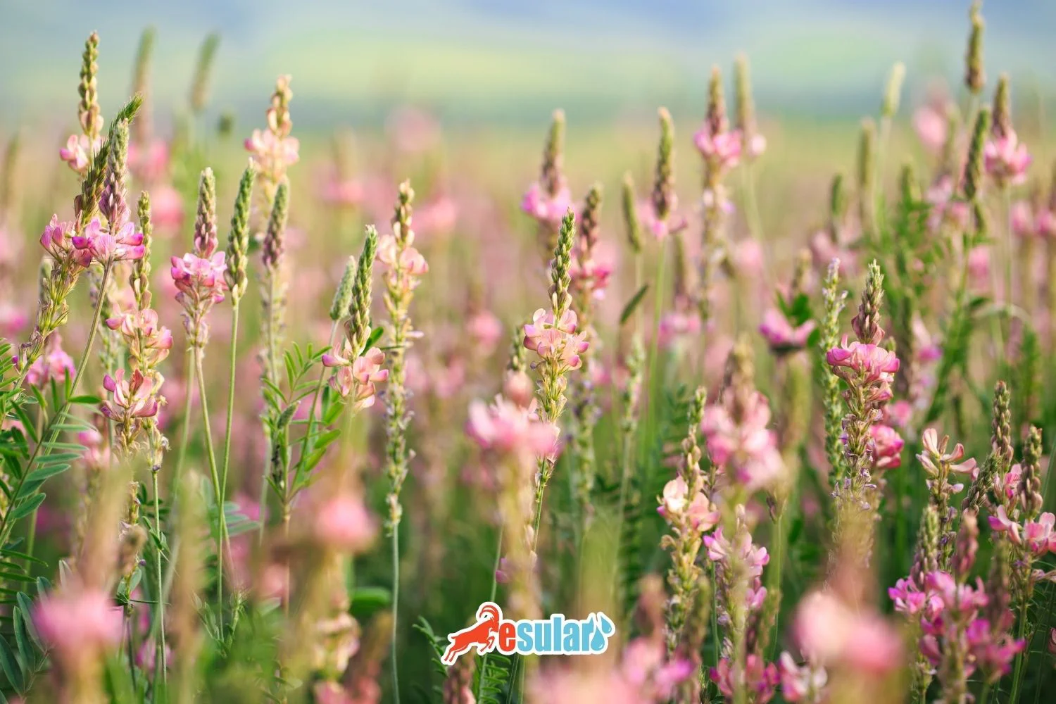 How to Cultivate Sainfoin?