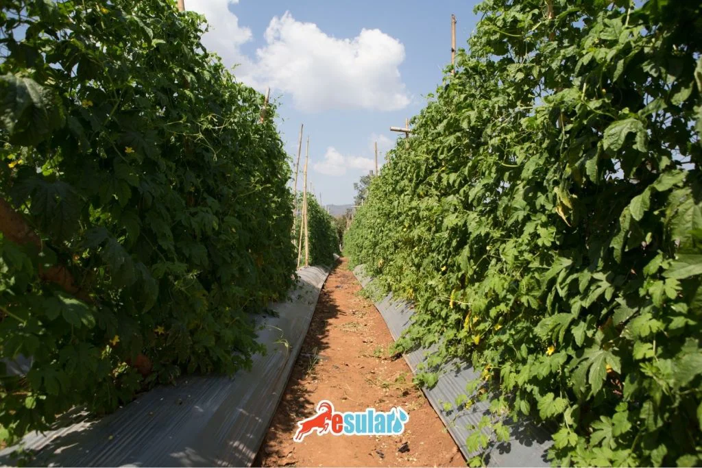 kudret-nari-nerede-yetisir