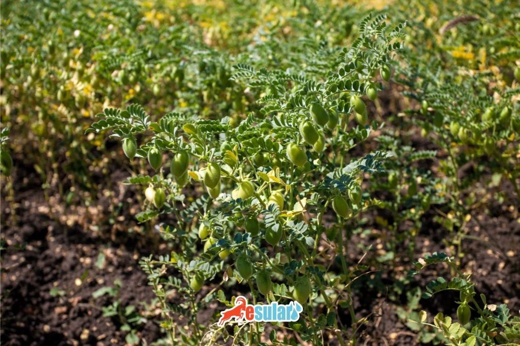 kurakliga-dayanikli-urunler