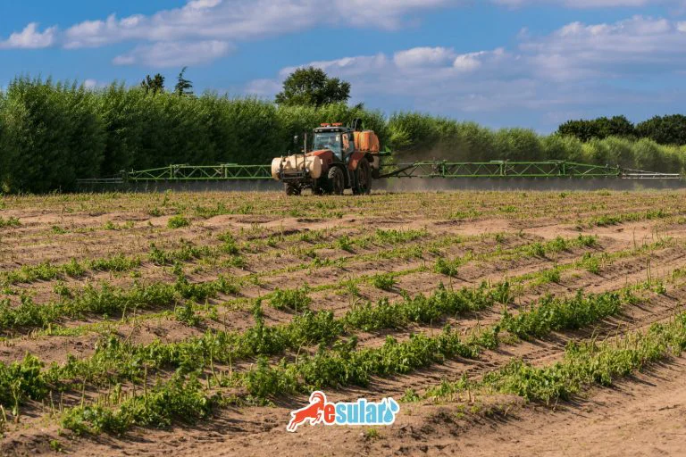 kuskonmaz yetistiriciligi