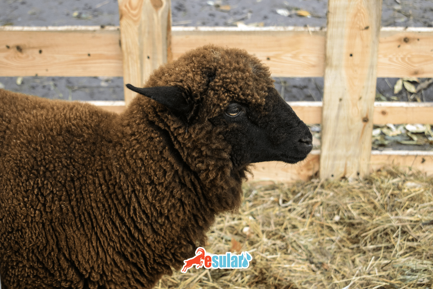 羔羊为什么磨牙？