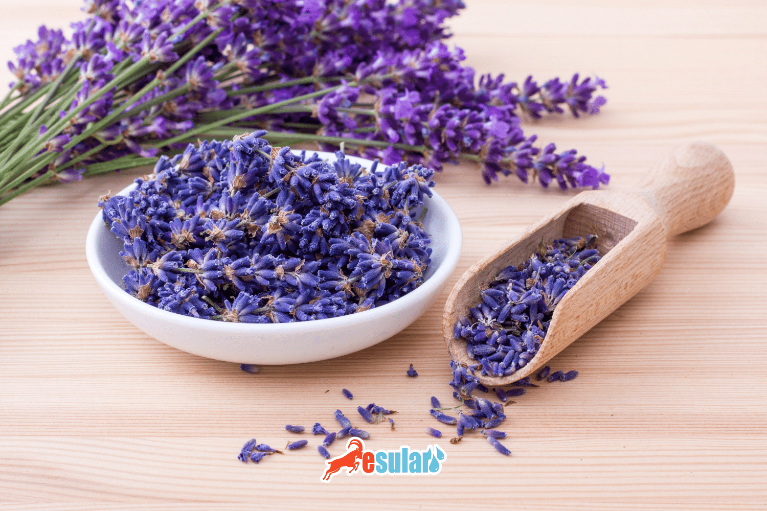 How to Cultivate Lavender?